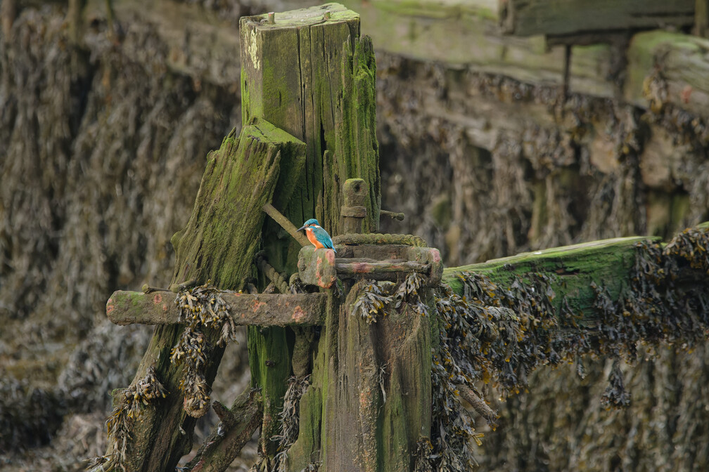 Photo of Kingfisher